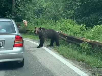 Un argeșean, filmat când aruncă cu un gunoi într-un urs pe șosea Foto: Facebook