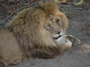 ALERTĂ Un leu se plimbă liber prin Târgoviște. A scăpat de la grădina zoologică