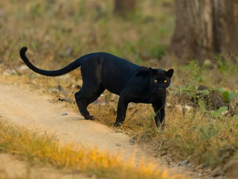 O panteră neagră a scăpat dintr-o grădină zoologică din Bulgaria şi hălăduie prin România - Foto: Pexels/Bharath Kumar Venkatesh