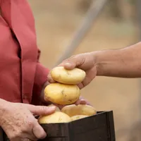 Trucul simplu prin care nu-ți vor mai încolți cartofii. Lângă ce fruct trebuie să-i depozitezi? - Foto: Freepik.com (Rol ilustrativ)