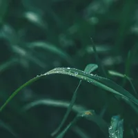 VREMEA Temperaturi primăvăratice cu averse de ploi. Prognoza pentru azi și mâine în țară Foto: Pexels (fotografie cu caracter ilustrativ)