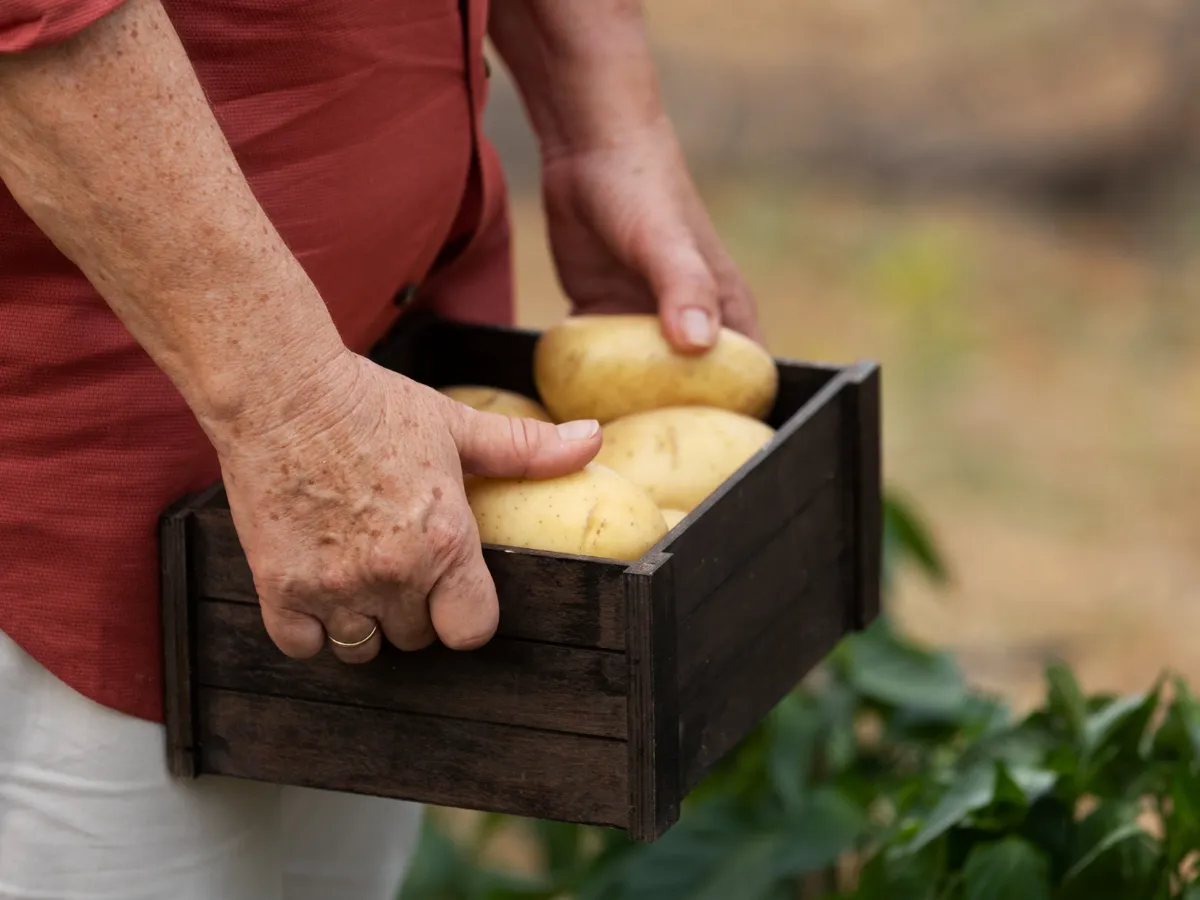 Cartofi - Foto: Freepik (Imagine cu rol ilustrativ)