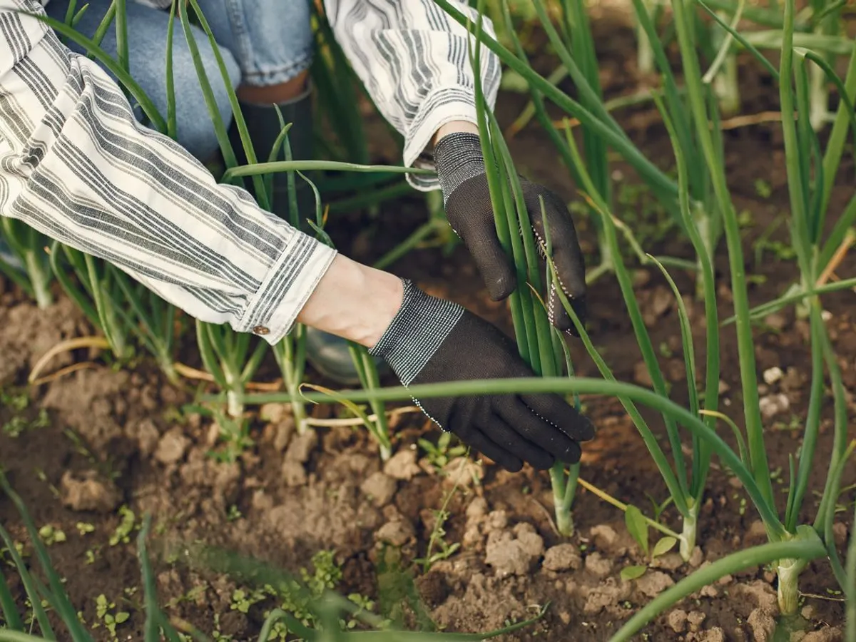 Prim-plan al unui grădinar care plantează ceapă verde - Foto: Pexels (Imagine cu rol ilustrativ)