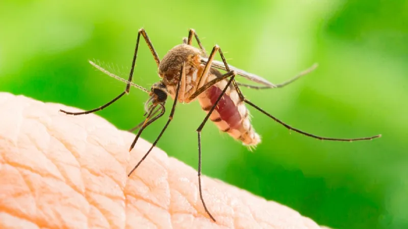 Încă două cazuri de meningită cu virus West-Nile în România. Unde a fost identificat - Foto: Arhivă / imagine cu caracter ilustrativ