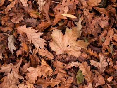 METEO Cum va fi vremea în octombrie? Trebuie să ne așteptăm la o toamnă normală Foto: Pexels (fotografie cu caracter ilustrativ)