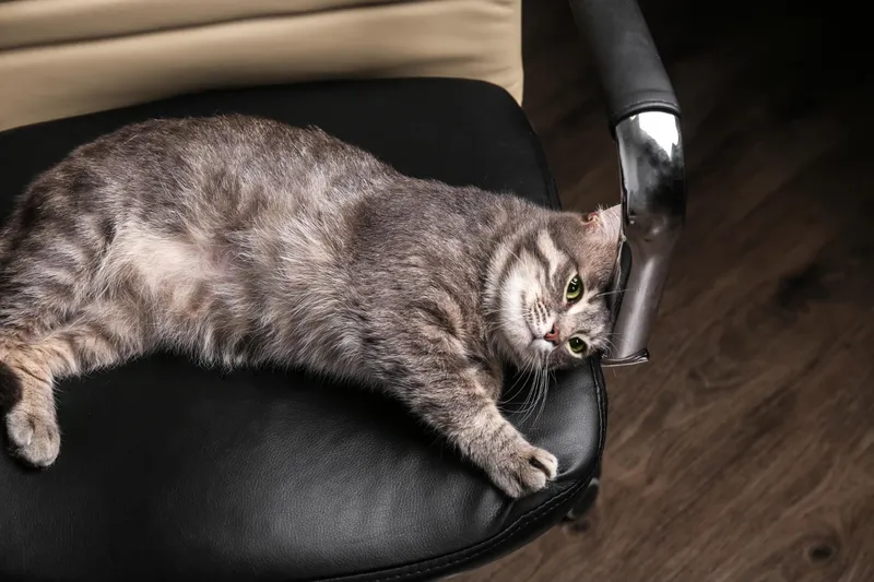 Pisică - Foto: Freepik (Imagine cu rol ilustrativ)