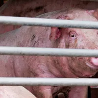 Noua gripă ar putea trece de la porci la oameni/FOTO: bbc.com