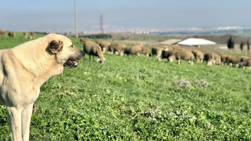 Câini din rasa kangal de la o stână au rănit grav un turist în Munții Făgăraș