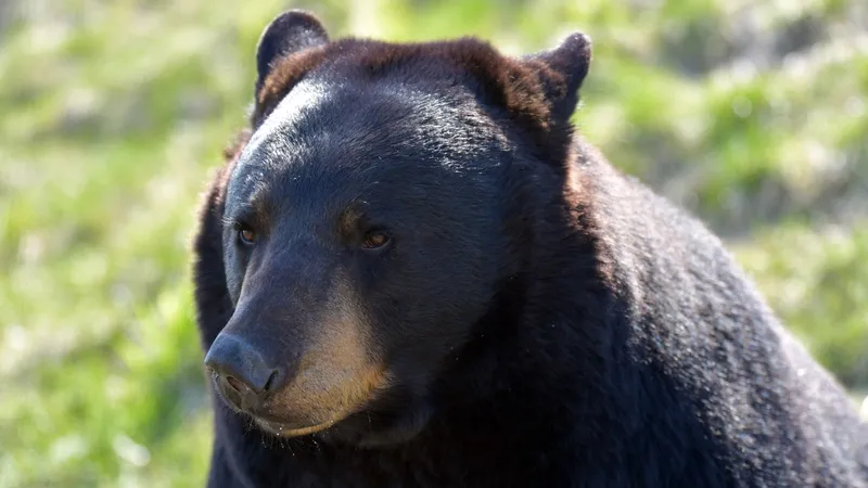 Bărbat sfâșiat de urs în Maramureș - Foto: Pexels/Imagine cu caracter ilustrativ