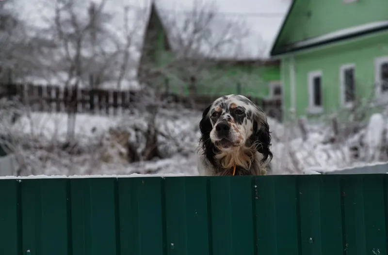 Câine în curte iarna - Foto: Freepik (rol ilustrativ)