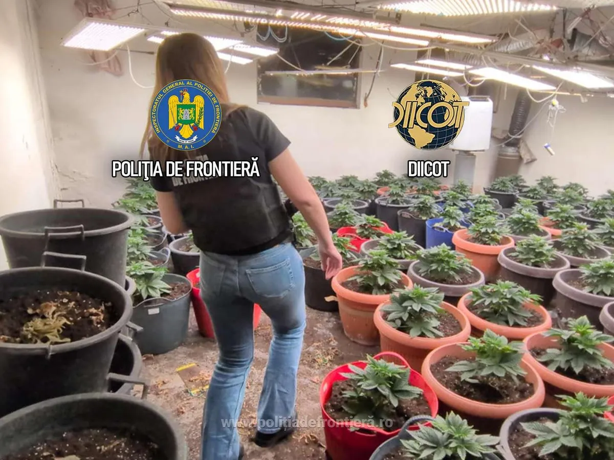 Cultură de canabis- Foto: Poliția de Frontieră - DIICOT