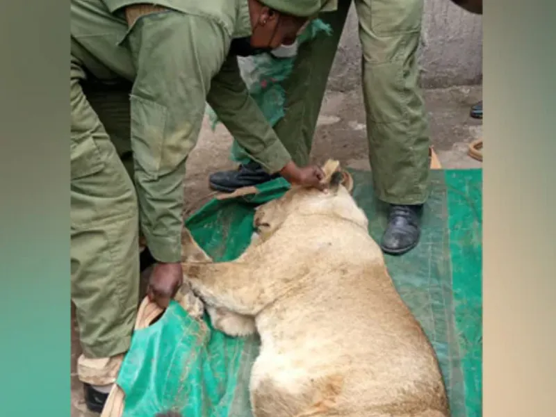 Panică la Nairobi, Kenya: un leu scăpat dintr-un parc natural. / Foto: thealike.com