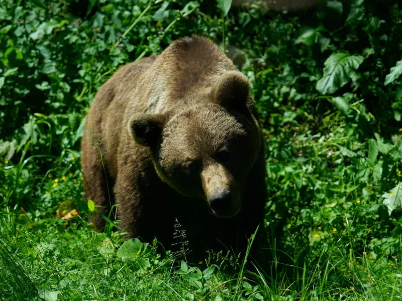 Panică într-un sat din Bistrița. O ursoaică cu doi pui a intrat în curtea unei case - Foto: Profimedia images - Caracter ilustrativ