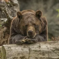 Un urs s-a apropiat de o cabană din Neamț. Două persoane s-au ascuns într-o clădire abandonată Foto: Freepik (fotografie cu caracter ilustrativ)