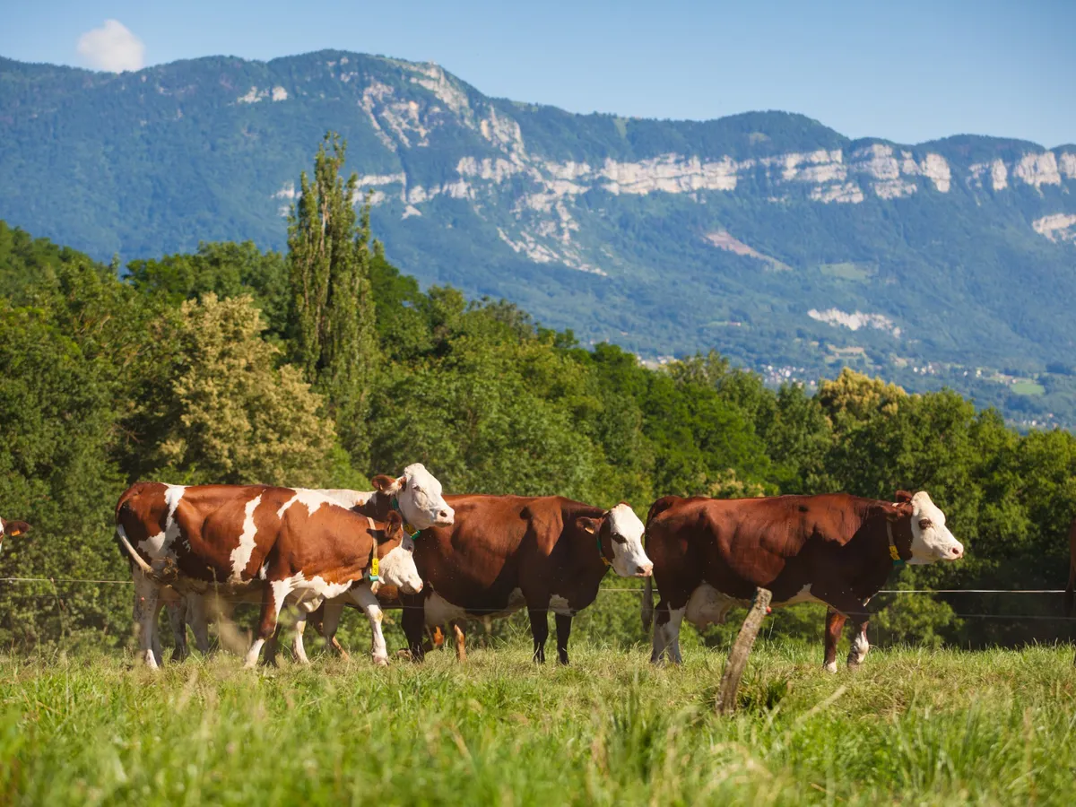 Vaci - Foto: Freepik