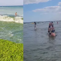 Câte alge sunt de fapt pe litoral? Foto: Colaj Facebook