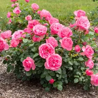 Băutura naturală care te ajută să scapi de păduchii verzi de pe trandafiri. O bei iarna, costă 9 lei - Foto: LeonardoDiVinci - roses / imagine rol ilustrativ