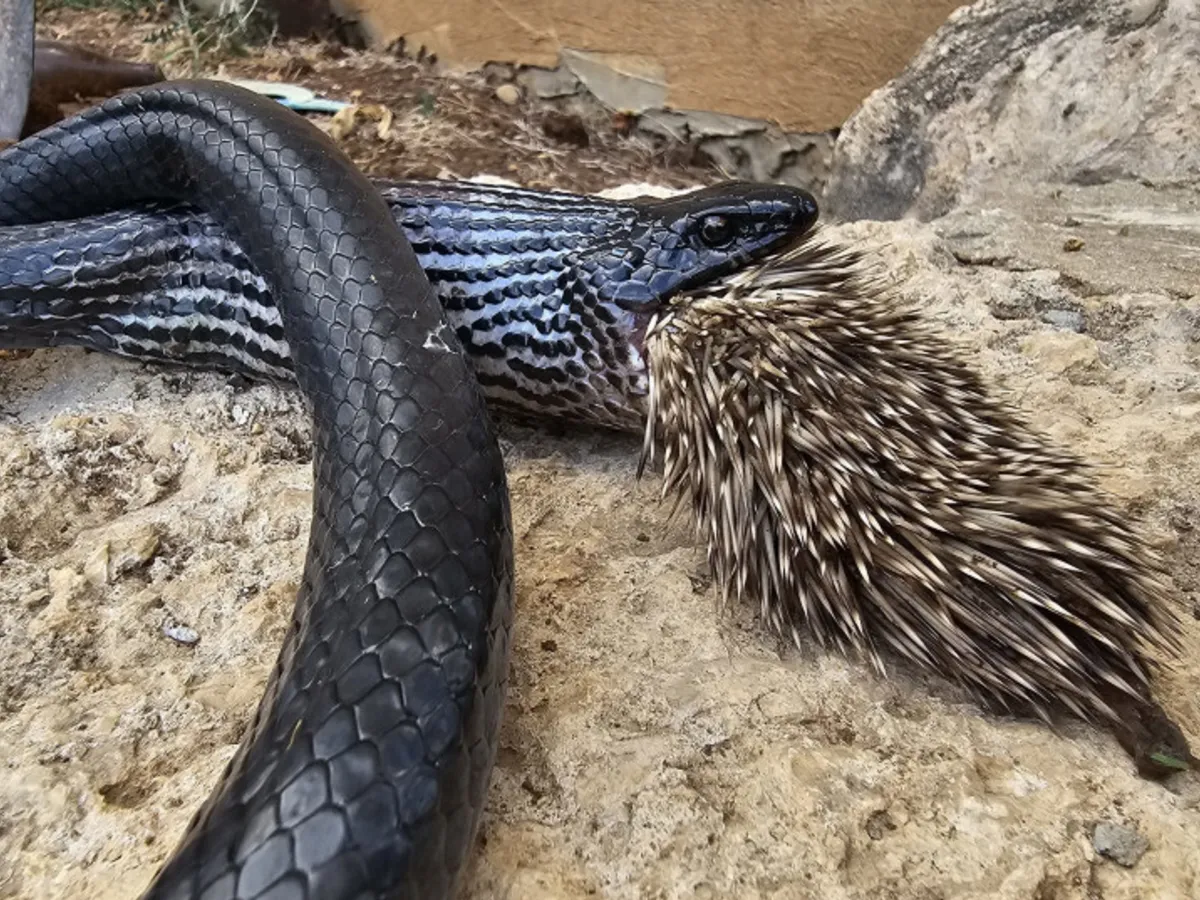 FOTO Ce a pățit un șarpe imens care a înghițit un porc țepos. Oamenii de știință au fost șocați - Foto: AVIAD BAR/PARKS AND NATURE AUTHORITY