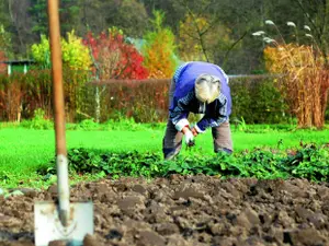 Leguma a cărei semințe te scapă de riduri și de căderea părului. O ai acum în grădină - Foto: Agromedia / imagine cu rol ilustrativ