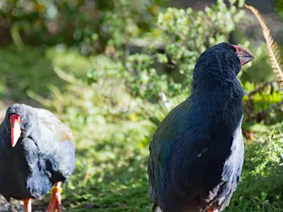 Păsări takahe - Foto: Profimedia Images (Imagine cu rol ilustrativ)