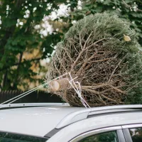 Cum poți să-i fentezi pe samsarii de pomi de Crăciun și să faci economie și de sute de lei - Foto: pexels.com/Any Lane