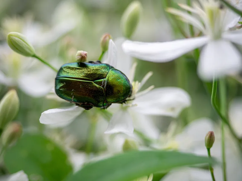 O nouă invazie de insecte se apropie de graniță: grădinile și curțile sunt în pericol foto: Freepik (fotografie cu caracter ilustrativ)