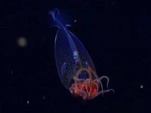 Primele imagini video cu „monstrul transparent al mărilor”. A fost descoperit acum 100 de ani - Foto: newatlas.com