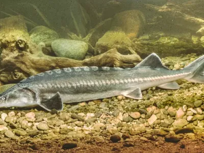 Sturion Foto: Profimedia