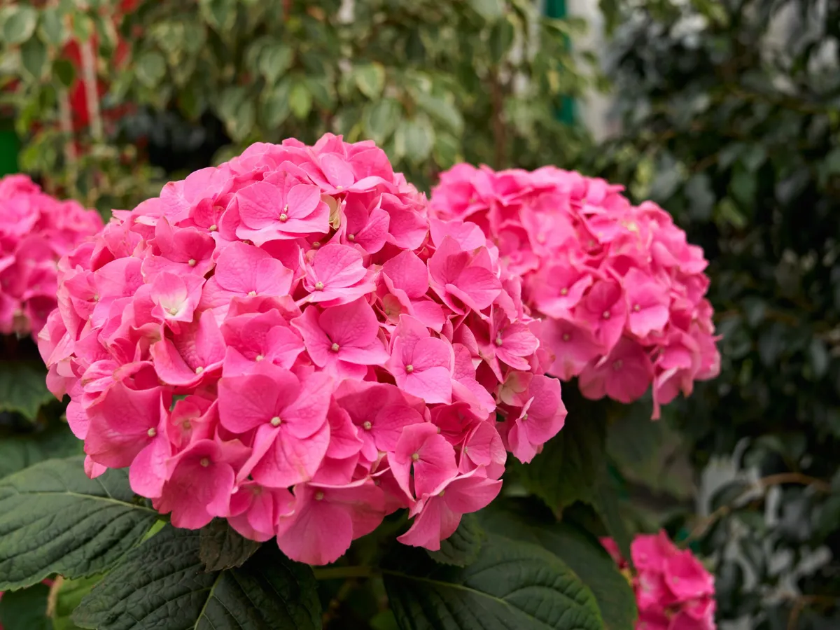Hortensie Foto: Freepik (imagine cu rol ilustrativ)