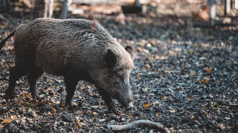 Porc mistreț- Foto: PEXELS PHOTOS
