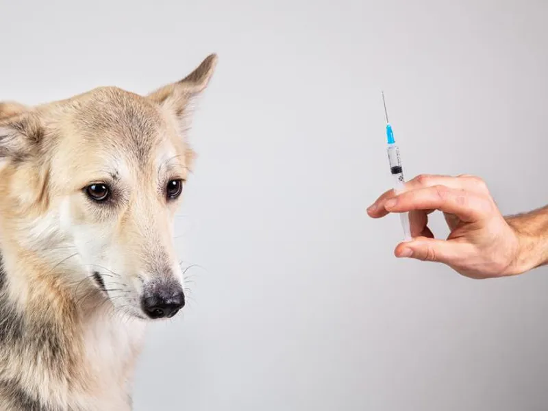 Primul vaccin anti-Covid pentru animale/Foto: Getty