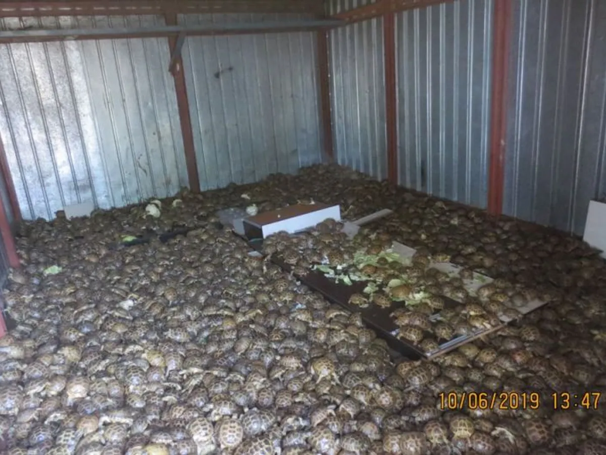 In June 2019, Russian customs officers discovered 4,100 Central Asian turtles in a truck crossing the border from Kazakhstan. Photo: World Customs Organization