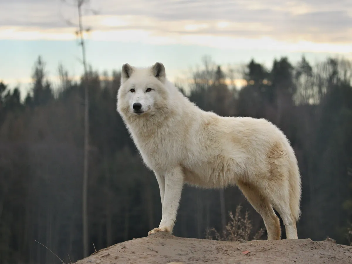 Un lup alb ca zăpada a fost readus la viață prin inginerie genetică. E vechi de 10000 de ani Foto: Freepik (fotografie cu caracter ilustrativ)
