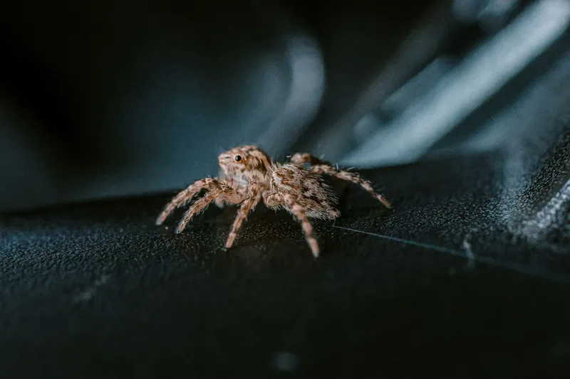 Păianjen Foto: Pexels (imagine cu rol ilustrativ)