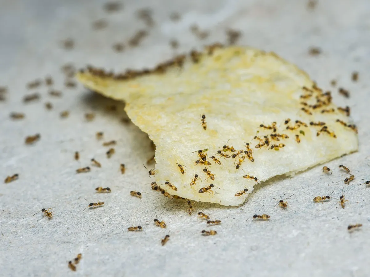 Furnici în casă - Foto: Profimedia images