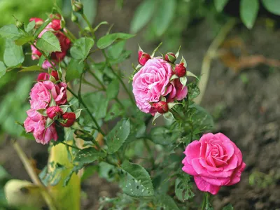 Prim-plan cu trandafiri roz înfloriți cu frunze verzi - Foto: Pexels (Imagine cu rol ilustrativ)