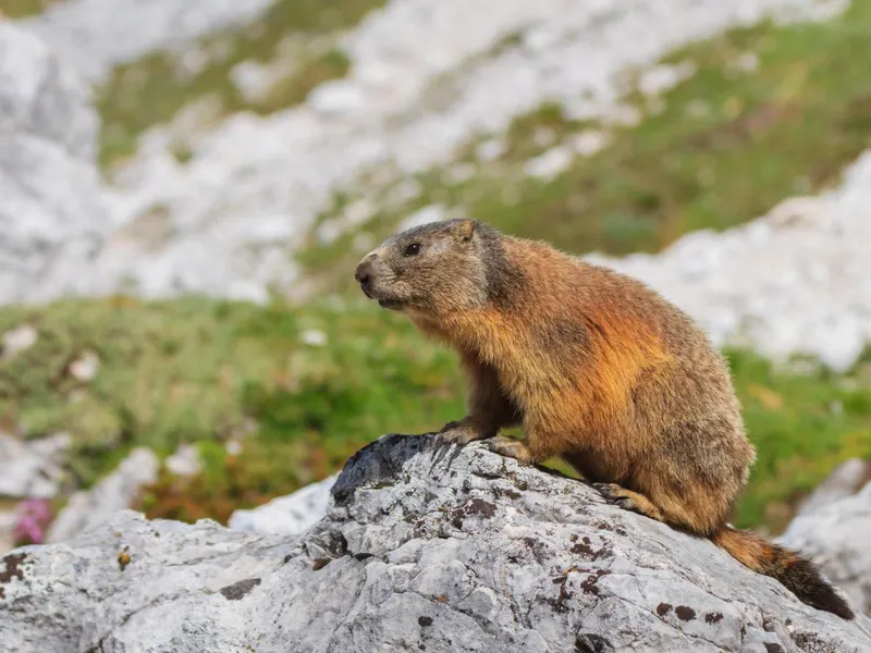 Marmotele sunt mamifere rozătoare din familia sciuride, de talie mare, având o lungime de până la 60 de centimetri și o greutate de până la șapte kilograme. / Foto: retezat.ro