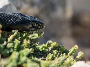 Foto: Starea copilul s-a înrăutățit brusc Sursa: Freepik