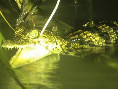 Opt pui de crocodil siamez, specie în pericol de dispariţie, găsiți în Srepok Wildlife Sanctuary. / Foto: news.cgtn.com