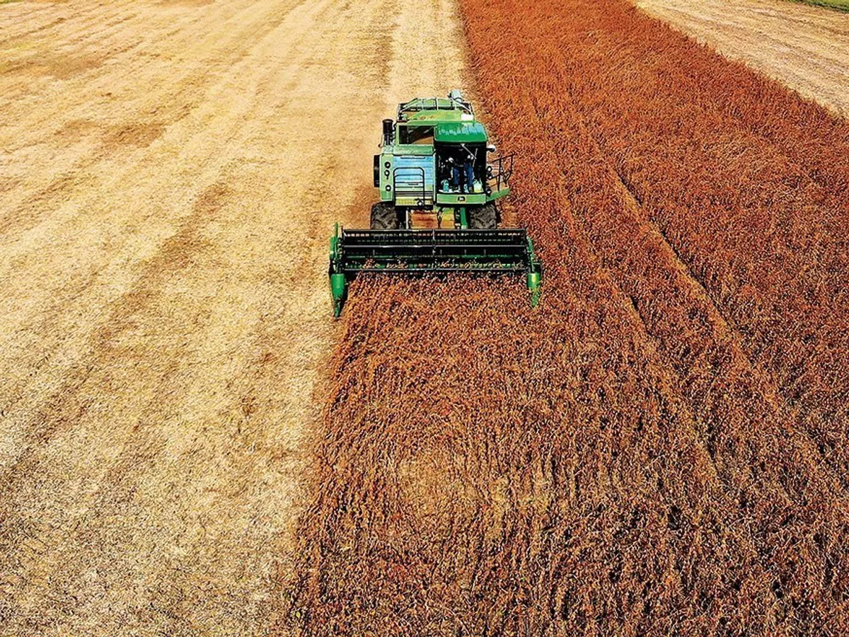 O fermă de soia din SUA