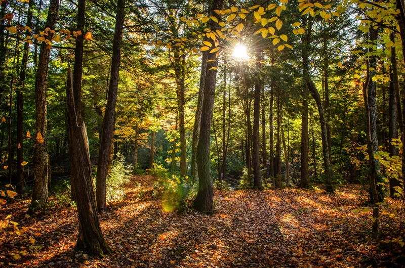 pădure Foto: Freepik (rol ilustrativ)