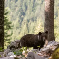 Tragedie în pădure. Un urs urcat într-un copac a ucis bărbat după ce a fost împușcat. A căzut pe el - Foto: Profimedia images