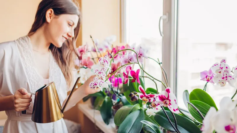 Când trebuie aduse florile în casă în sezonul rece? Care sunt cele mai sensibile plante? - Foto: Istock / imagine cu rol ilustrativ