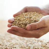 Ucraina ia în considerare să reia exportul de cereale pentru a preveni o eventuală criză alimentară/FOTO: world-grain.com