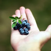 Fructele de pădure, ceaiul şi vinul roşu reduc riscul de a face demenţă - Foto: Pixnio/CC0