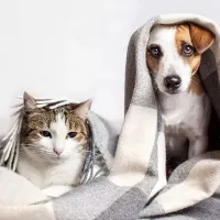 Amenzi de până la 10.000 lei pentru români care stau la bloc și au animale de companie. Motivul? - Foto: Profiemdia / imagine rol ilustrativ