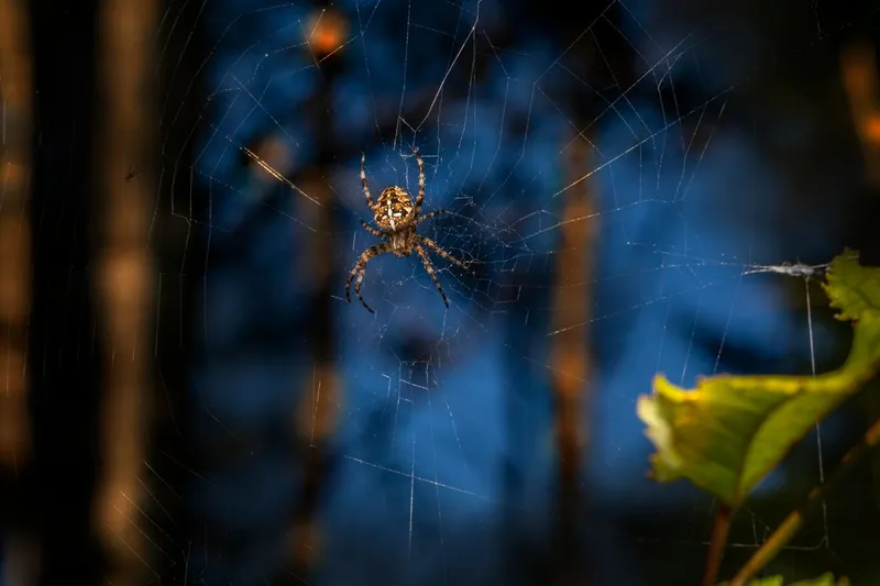 Păianjen - Foto: Pexels (Imagine cu rol ilustrativ)