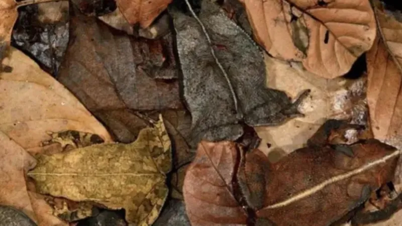 Câte broaște vezi? Foto: jpost.com