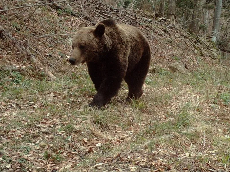 Bărbat atacat de urs în Vidra/Foto: Vrancea24