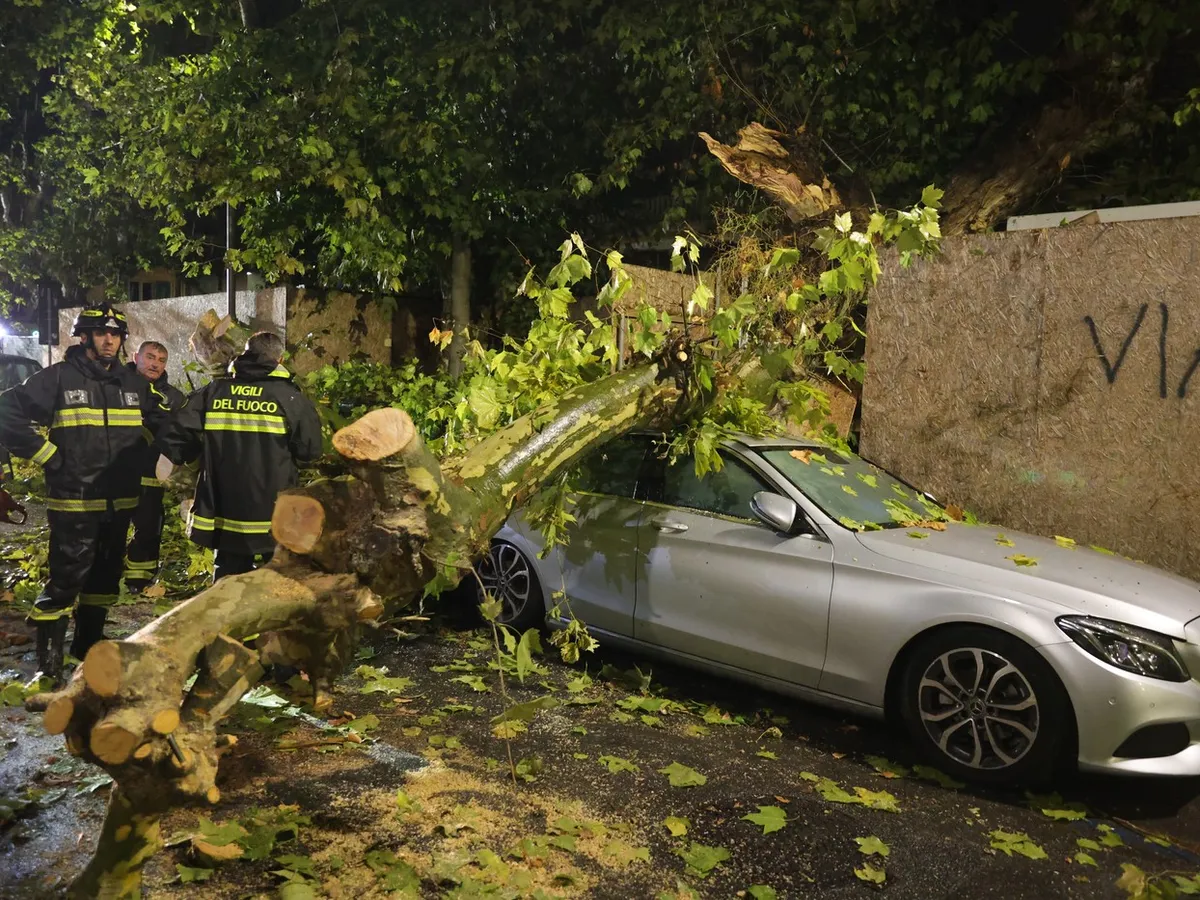 Copac căzut peste mașină - Foto: Profimedia Images (rol ilustrativ)